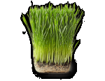 NutraGrass™ (Wheat Grass Juice Powder), Organic