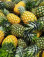 Pineapple Organic Premium Powder - REVdried (Beyond Freeze dried)