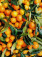 Tangerine Organic Premium Powder - REVdried (Beyond Freeze dried)