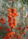 Sea Buckthorn Juice Powder, Organic