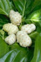 Noni P.E. 5:1, Organic