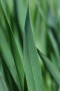 Organic Barleygrass powder and tablets