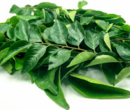 Premium quality Organic Curry Leaves from Sri Lanka