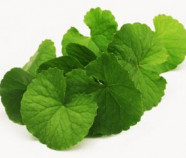 Organic Herb GOTUKOLA in Bulk from Sri Lanka Premium