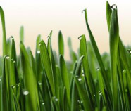 Oat Grass Powder, Organic Oat Grass Powder, Organic