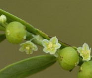 Organic Herb PHYLLANTHUS in Bulk from Sri Lanka