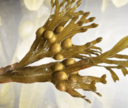 Bladderwrack Powder Organic Bladderwrack Powder Organic