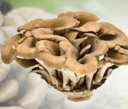 Maitake Mushroom Powder Organic Maitake Mushroom Powder Organic