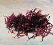 Sea Moss Powder Organic Sea Moss Powder Organic