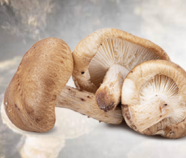 Shiitake Mushroom Powder Organic Shiitake Mushroom Powder Organic