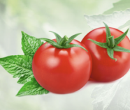 Tomato Juice Powder Organic Tomato Juice Powder Organic