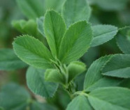 Organic Alfalfa powder and tablets
