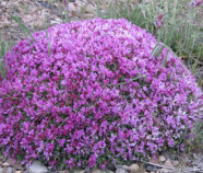 Astragalus P.E. 10:1, Organic Astragalus P.E. 10:1, Organic