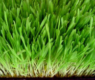 Barley Grass Powder, Organic Barley Grass Powder, Organic