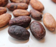 Premium quality Organic Cocoa Beans from Sri Lanka