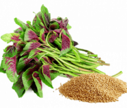 Amaranth Powder, Organic Amaranth Powder, Organic