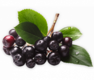 Aronia Powder Organic Aronia Powder Organic