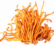 Cordyceps Mushroom Powder (organic) Cordyceps Mushroom Powder (organic)