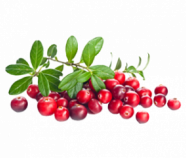Cranberry Powder Organic Cranberry Powder Organic