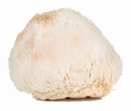 Lion’s Mane Mushroom Powder (organic) Lion’s Mane Mushroom Powder (organic)