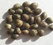 Hemp Protein Powder 45%, Organic Hemp Protein Powder 45%, Organic