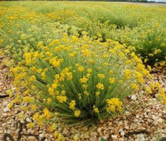 organic Immortelle oil, lat. Immortelle Helichrisium organic Immortelle oil, lat. Immortelle Helichrisium