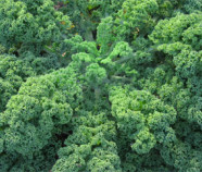 Kale Powder, Organic Kale Powder, Organic