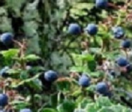 MaquiForza™ (Freeze Dried Powder), Organic MaquiForza™ (Freeze Dried Powder), Organic
