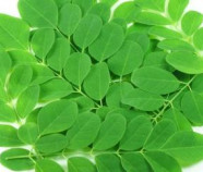 Organic Herb MORINGA in Bulk from Sri Lanka