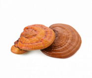 Reishi Powder, Organic Reishi Powder, Organic