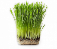 NutraGrass™ (Wheat Grass Juice Powder), Organic NutraGrass™ (Wheat Grass Juice Powder), Organic