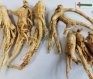 Organic Panax Ginseng Root
