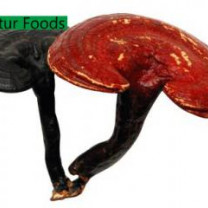 Organic Reishi Powder Mushroom Extract