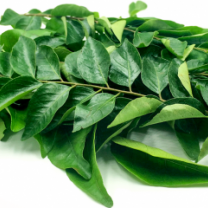 Premium quality Organic Curry Leaves from Sri Lanka