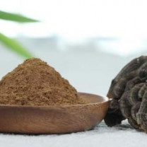 Organic Turkey tail Extract (12:1) | Coriolus Versicolor Extract