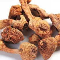 Organic Agaricus Blazei Powder