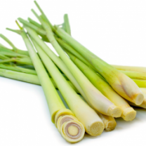 Organic Herb LEMON GRASS in Bulk from Sri Lanka