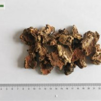 organic rhodiola rosea powder