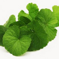 Organic Herb GOTUKOLA in Bulk from Sri Lanka Premium