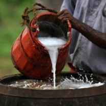 Organic Premium Kithul Sap in Bulk