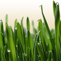 Oat Grass Powder, Organic