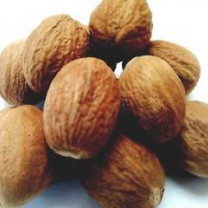 Premium quality Organic Nutmeg (without Shell) from Sri Lanka