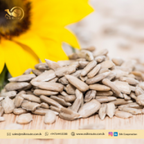 Premium Quality sunflower Seeds from Sri Lanka
