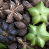 Sacha Inchi Powder, Organic