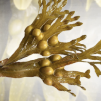 Bladderwrack Powder Organic