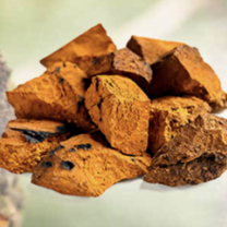 Chaga Mushroom Powder Organic