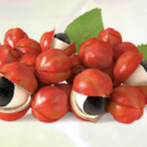 Guarana Extract Powder Organic