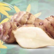 Inulin Extract Powder Organic (Jerusalem Artichoke)