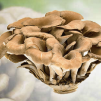 Maitake Mushroom Powder Organic