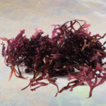 Sea Moss Powder Organic